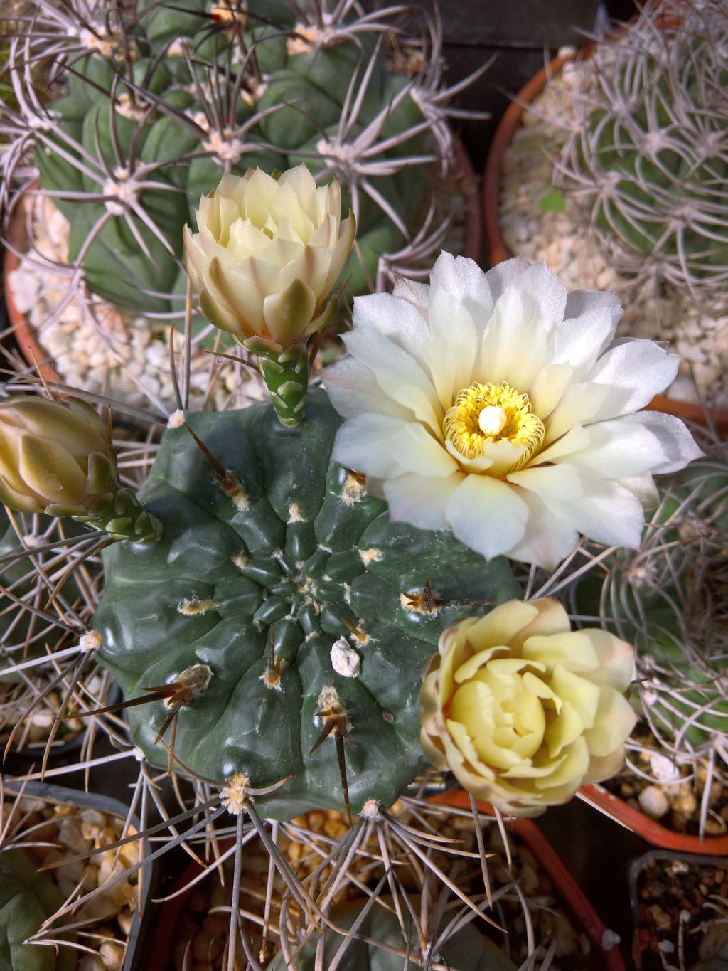 Gymnocalycium gibbosum